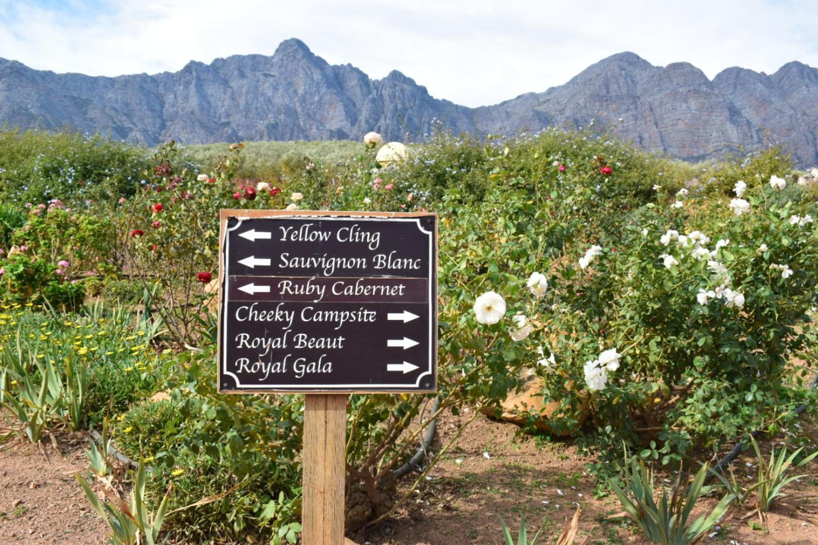 Vredehoek Guest Farm Breërivier Esterno foto